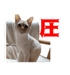 オス猫きなこの日常（個別スタンプ：33）