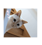 オス猫きなこの日常（個別スタンプ：34）