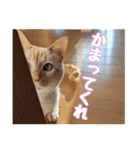 オス猫きなこの日常（個別スタンプ：35）