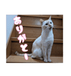 オス猫きなこの日常（個別スタンプ：36）