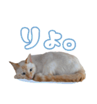 オス猫きなこの日常（個別スタンプ：37）