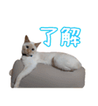 オス猫きなこの日常（個別スタンプ：38）