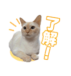 オス猫きなこの日常（個別スタンプ：39）