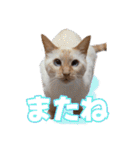 オス猫きなこの日常（個別スタンプ：40）