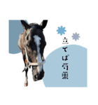 我が部の馬たち。〜テッチャンは神〜（個別スタンプ：14）