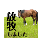 我が部の馬たち。〜馬術部員向け〜（個別スタンプ：32）