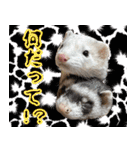 チーム和菓子スタンプ（個別スタンプ：34）