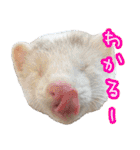 チーム和菓子スタンプ（個別スタンプ：38）