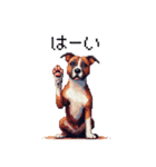 ドット絵 アメリカンピットブルテリア 定番（個別スタンプ：9）