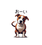 ドット絵 アメリカンピットブルテリア 定番（個別スタンプ：20）