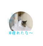 ハッシュタグと猫（個別スタンプ：7）