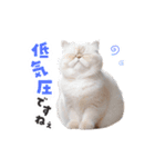 愉快にゃんこ（個別スタンプ：2）