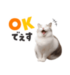愉快にゃんこ（個別スタンプ：6）