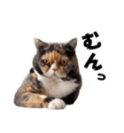愉快にゃんこ（個別スタンプ：10）