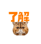 愉快にゃんこ（個別スタンプ：12）