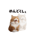 愉快にゃんこ（個別スタンプ：14）