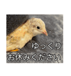 Q:何の鳥？A:ヒメウズラです（敬語や反応）（個別スタンプ：9）