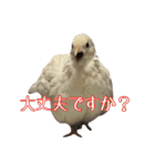 Q:何の鳥？A:ヒメウズラです（敬語や反応）（個別スタンプ：23）