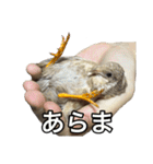 Q:何の鳥？A:ヒメウズラです（敬語や反応）（個別スタンプ：30）