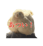 Q:何の鳥？A:ヒメウズラです（敬語や反応）（個別スタンプ：31）