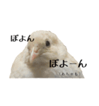 Q:何の鳥？A:ヒメウズラです（敬語や反応）（個別スタンプ：38）