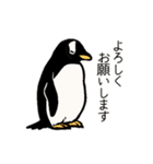 ペンギン18種の丁寧語スタンプ（個別スタンプ：10）