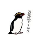 ペンギン18種の丁寧語スタンプ（個別スタンプ：31）