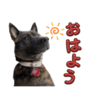 甲斐犬のうたちゃん（個別スタンプ：1）