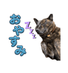 甲斐犬のうたちゃん（個別スタンプ：2）