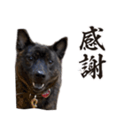 甲斐犬のうたちゃん（個別スタンプ：4）