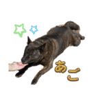 甲斐犬のうたちゃん（個別スタンプ：9）