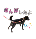 甲斐犬のうたちゃん（個別スタンプ：11）
