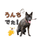 甲斐犬のうたちゃん（個別スタンプ：12）