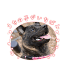 甲斐犬のうたちゃん（個別スタンプ：15）