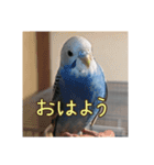 セキセイインコのうたちゃんスタンプ（個別スタンプ：1）