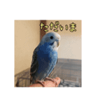 セキセイインコのうたちゃんスタンプ（個別スタンプ：2）