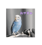 セキセイインコのうたちゃんスタンプ（個別スタンプ：3）