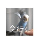 セキセイインコのうたちゃんスタンプ（個別スタンプ：4）