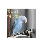 セキセイインコのうたちゃんスタンプ（個別スタンプ：6）