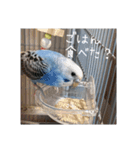 セキセイインコのうたちゃんスタンプ（個別スタンプ：8）