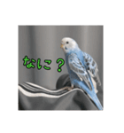 セキセイインコのうたちゃんスタンプ（個別スタンプ：11）
