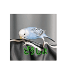 セキセイインコのうたちゃんスタンプ（個別スタンプ：12）