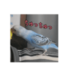 セキセイインコのうたちゃんスタンプ（個別スタンプ：14）