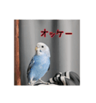 セキセイインコのうたちゃんスタンプ（個別スタンプ：15）