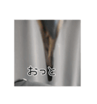 セキセイインコのうたちゃんスタンプ（個別スタンプ：16）
