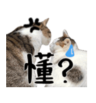 みーちゃん猫家族と柴犬のミゴ（個別スタンプ：2）