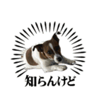 Jack_Russell_Terrier_10（個別スタンプ：1）