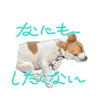 Jack_Russell_Terrier_10（個別スタンプ：3）