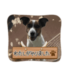 Jack_Russell_Terrier_10（個別スタンプ：5）