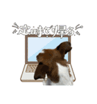 Jack_Russell_Terrier_10（個別スタンプ：8）